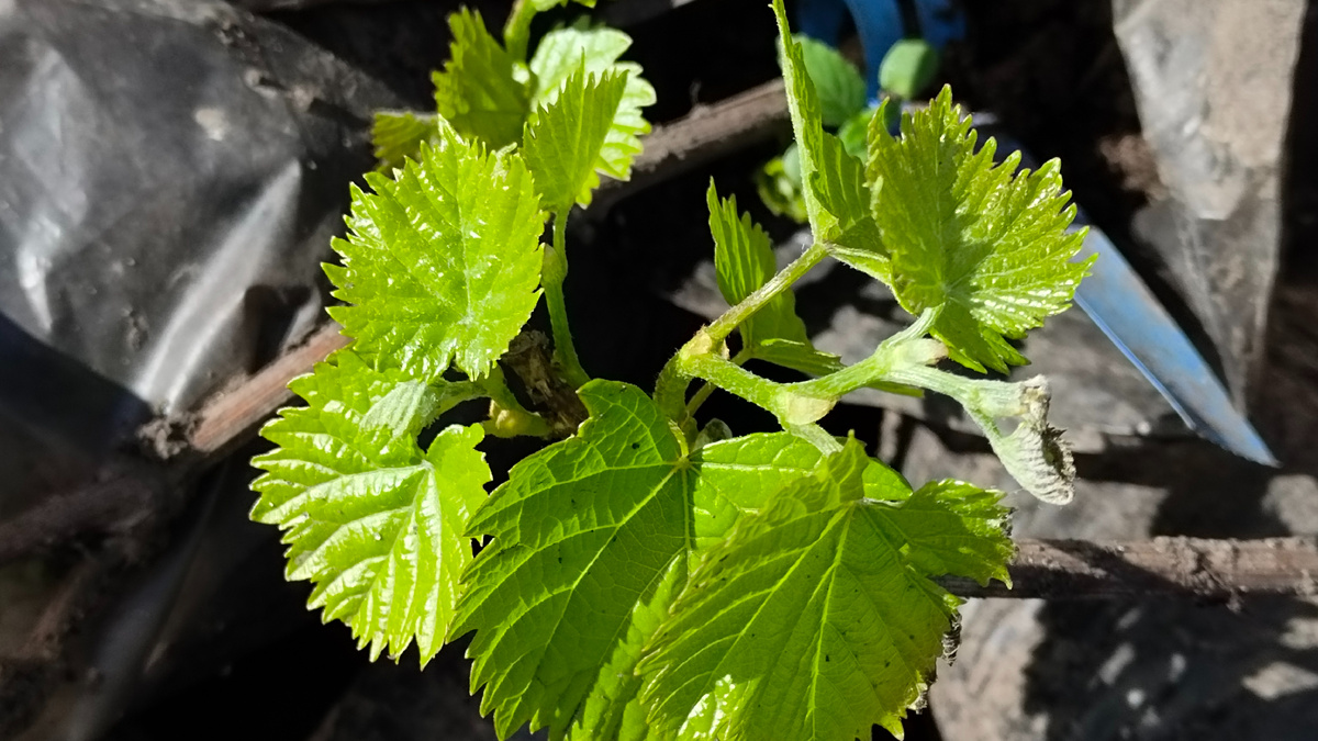 Саженец винограда 