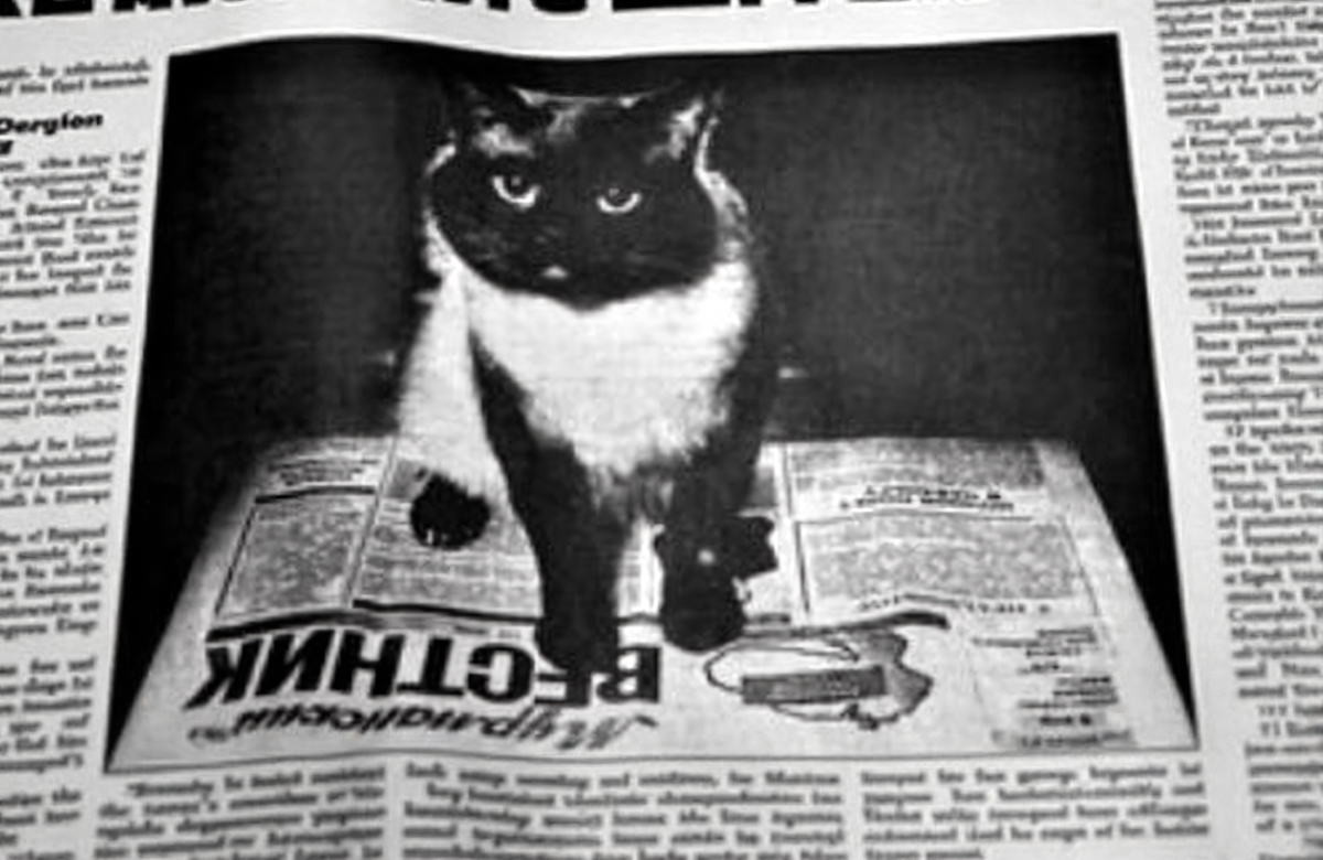 Единственная фотография кота Семёна, которая сохранилась. 