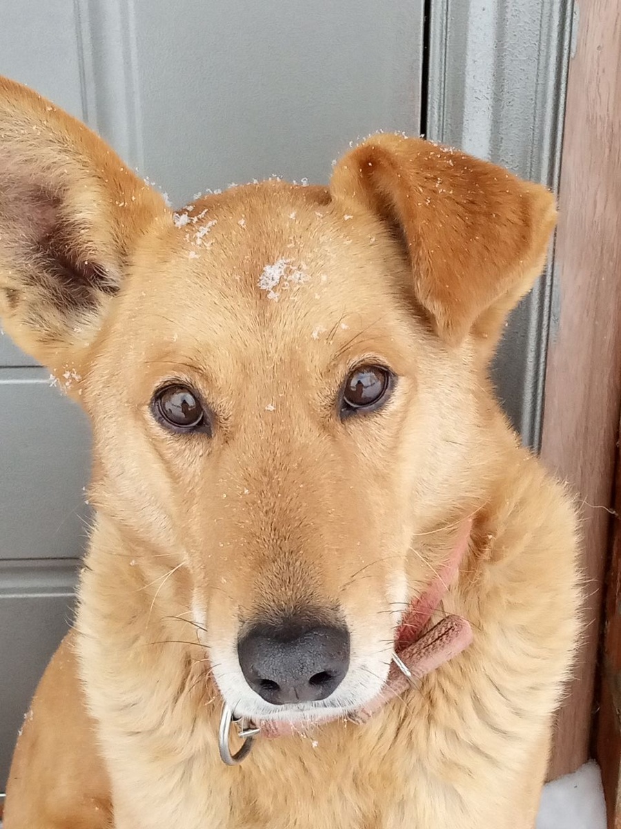 Мухтар наш Любимый охранник.