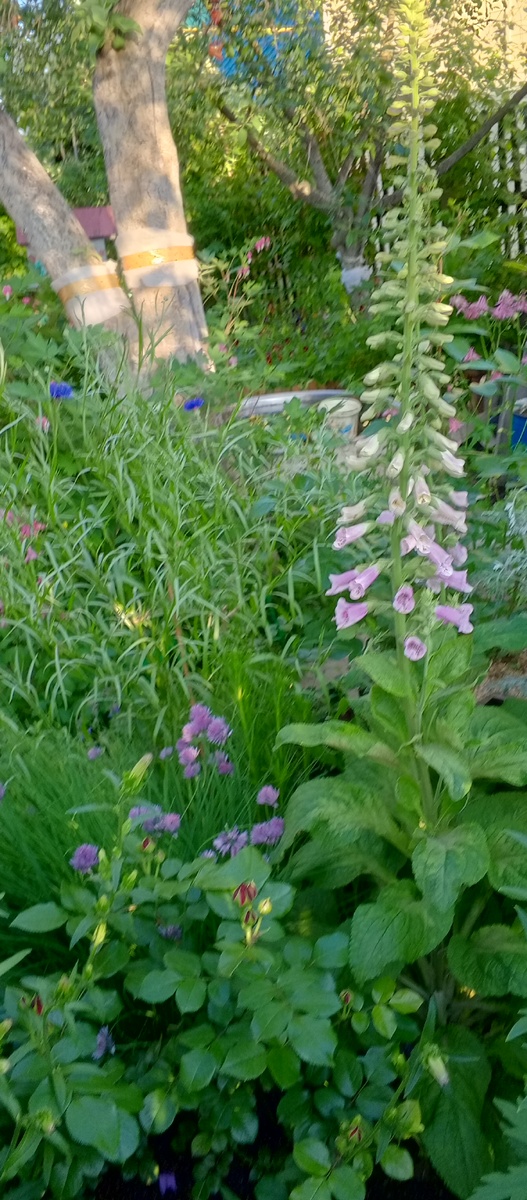 Наперстянка, шнитт лук и роза. На заднем плане василёк синий. 2025 год.