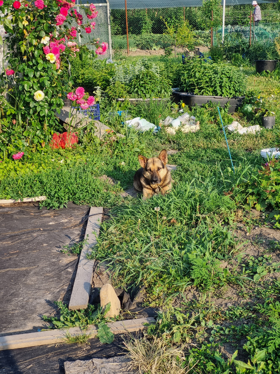 Собак составляет компанию в делах огородных