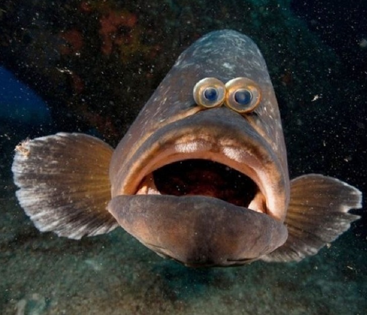 -Как она догадалась?!