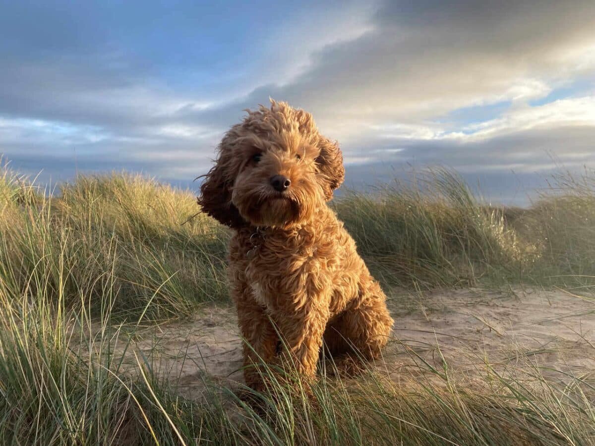    Собака породы кавапу (помесь кавалер-кинг-чарльз-спаниеля и пуделя) / © Royal Veterinary College
