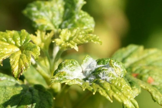 Мучнистая роса на смородине.