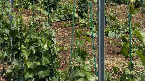    © Минсельхоз Крыма