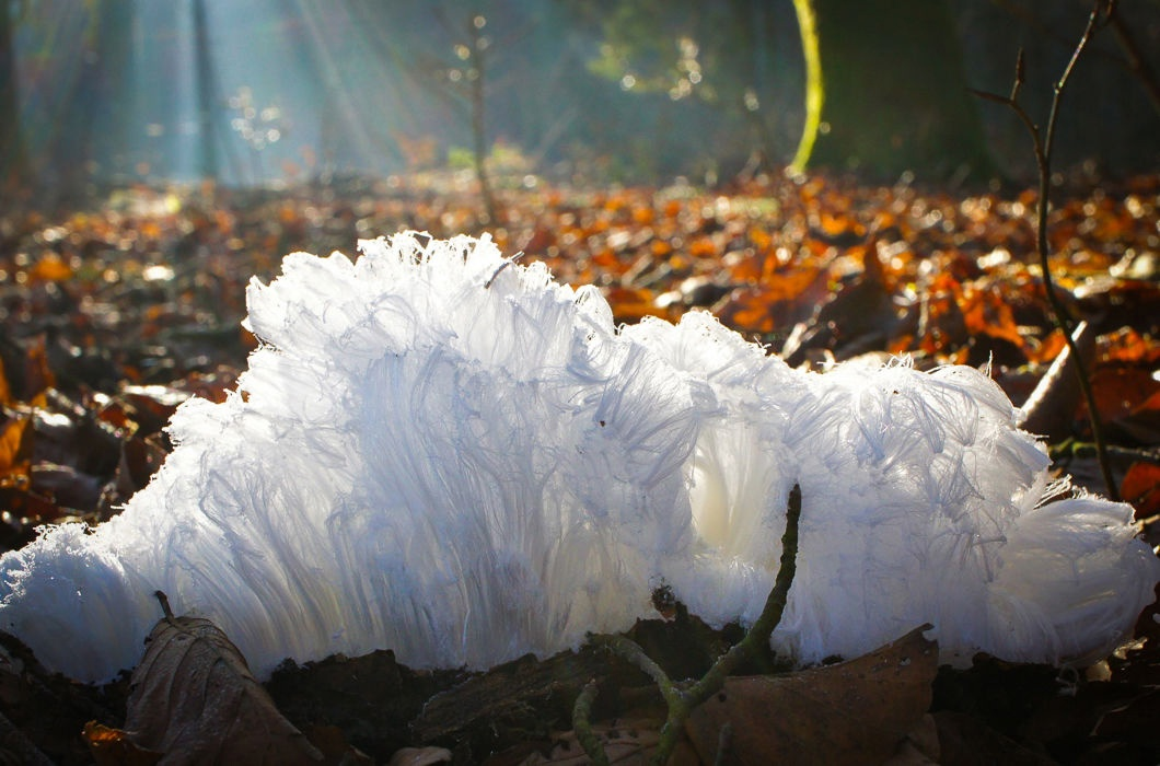 То ли снег, то ли лёд, то ли гриб...