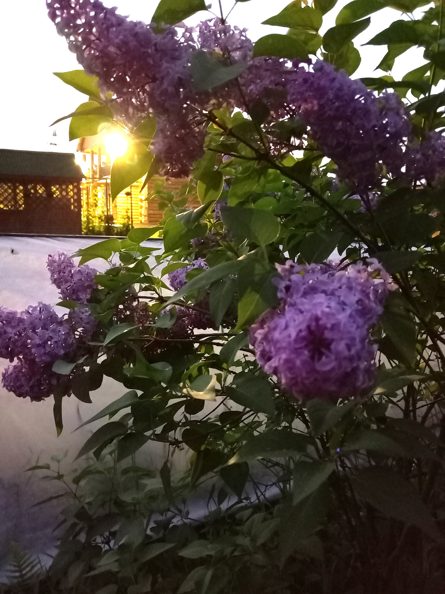 Фото автора. Белая ночь, плюс свет фонаря, нормальное фото, старалась не зря 😘