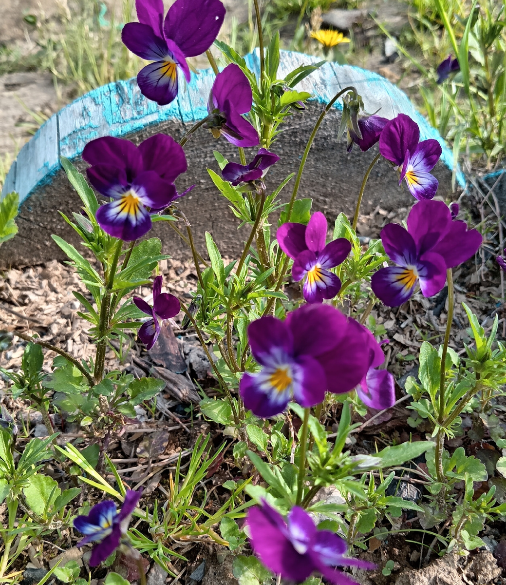 Фото автора. Цветочки на такой жаре скукожились и приуныли. 