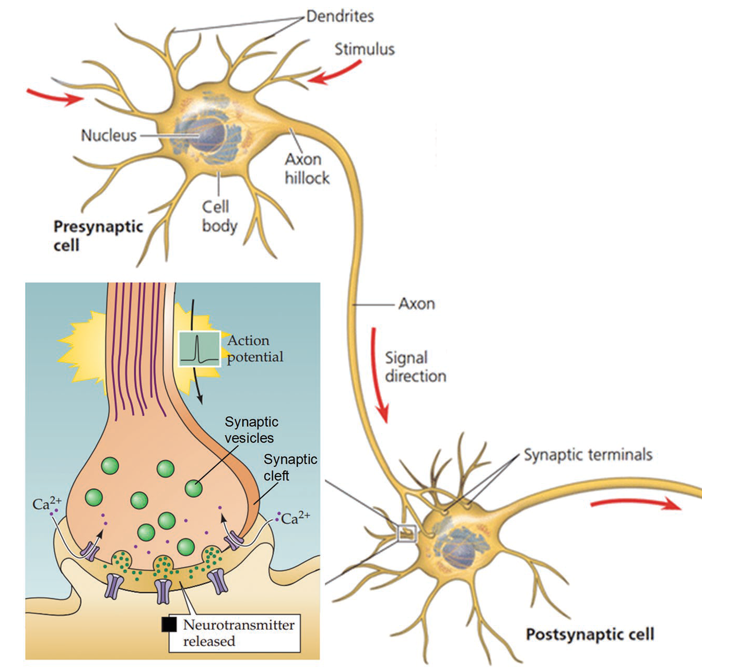 Рисунок иллюстрирует процесс передачи сигнала в нервной клетке. На стыке клеток за передачу сигнала отвечает серотонин, на концентрацию которого влияют СИОЗС. 