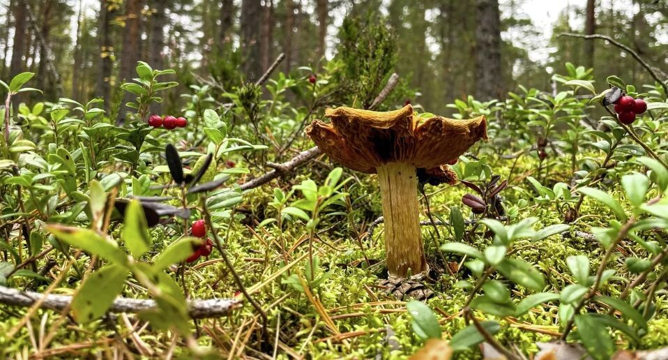    РИА «Новости»