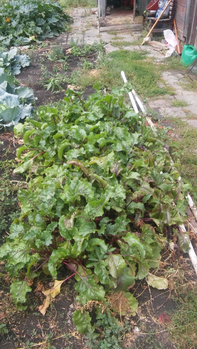 Сладость столовой свеклы на 80 процентов зависит от сорта.