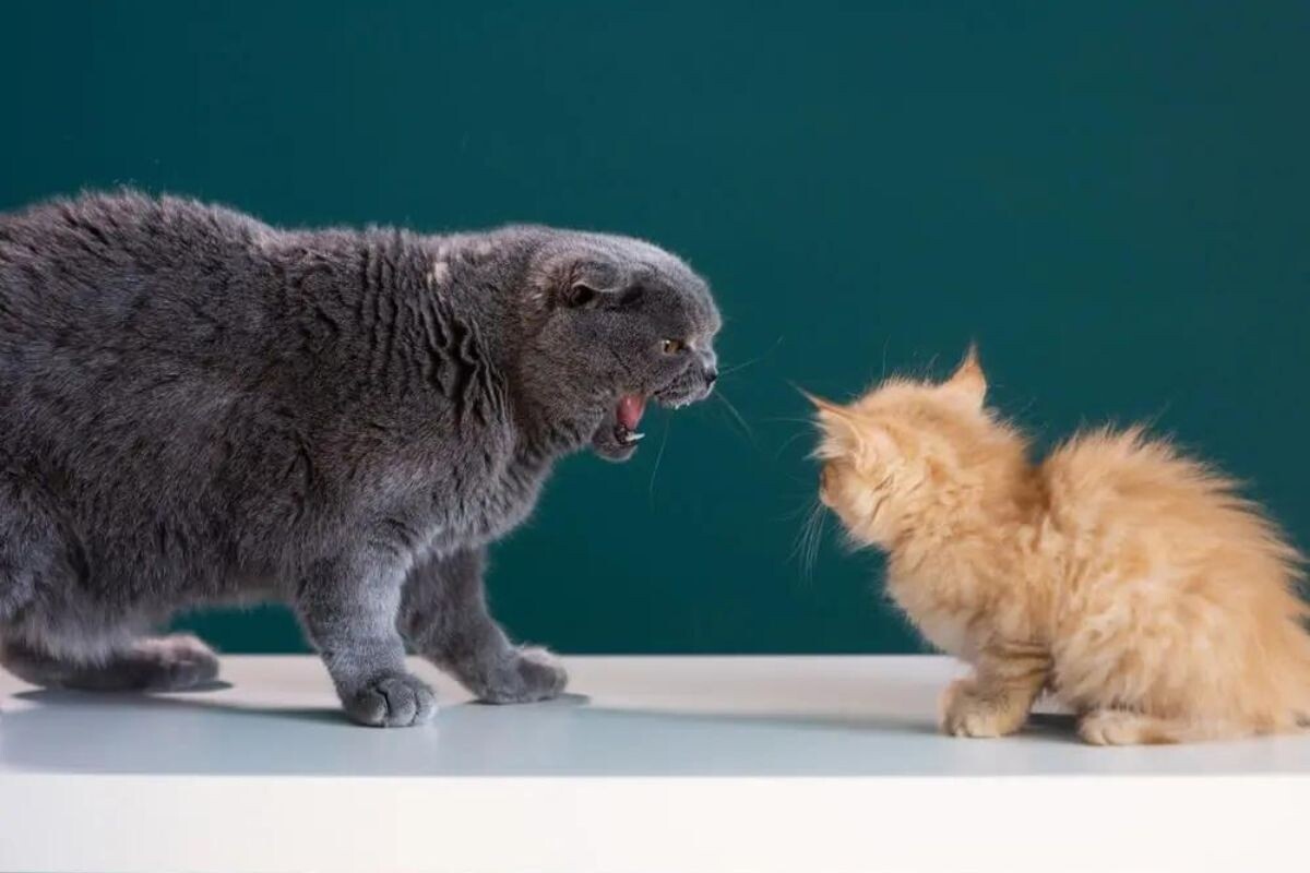 Кошка шипит на котенка