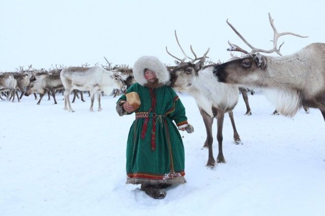 Северные олени. Источник: https://yamal.aif.ru/society/na_yamale_rodilis_olenyata_pochemu_olenevody_vstali_na_ih_zashchitu