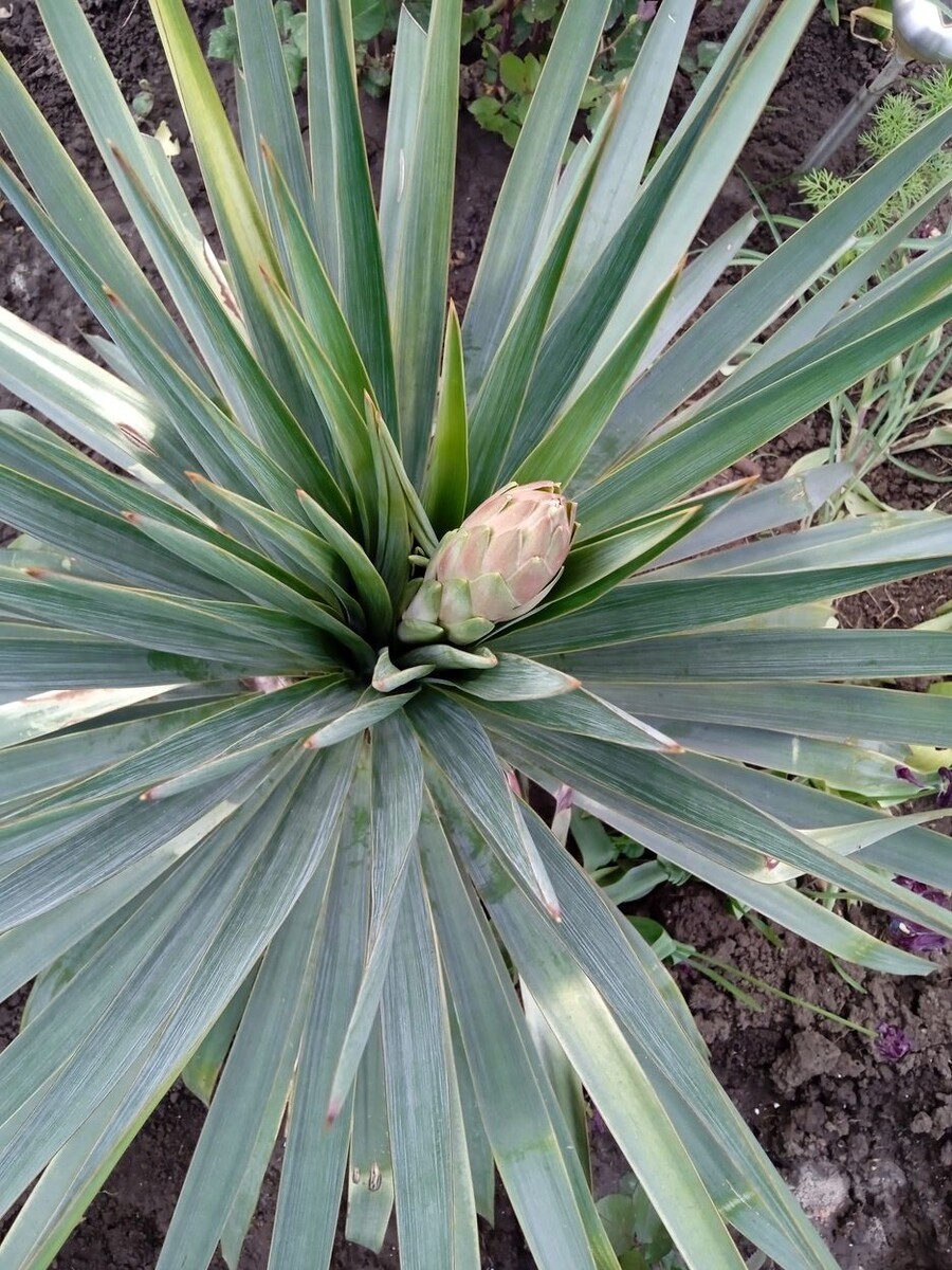 Собственное фото автора. 24 мая 2025 г. Фото сделаны около половины седьмого.