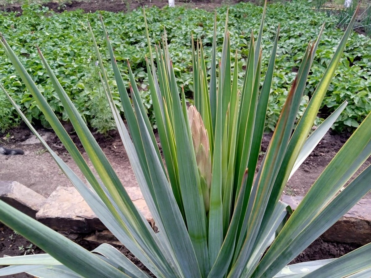 Собственное фото автора. 24 мая 2025 г. Фото сделано 18 час 18 мин