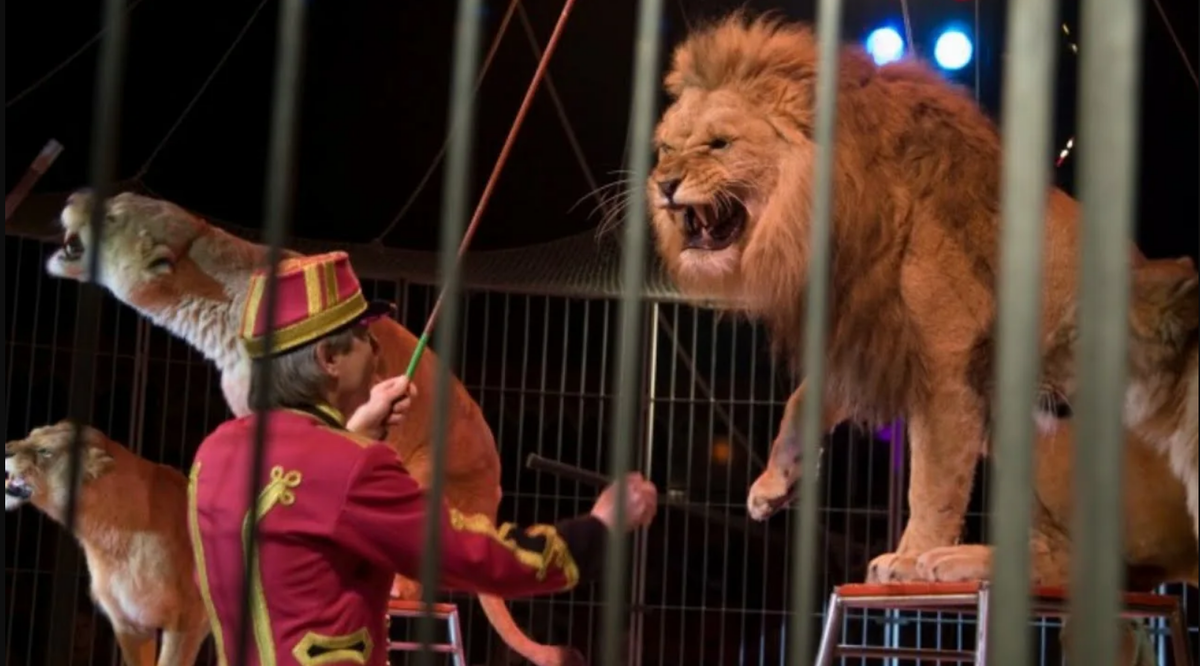 Из открытых источников сети Интернет