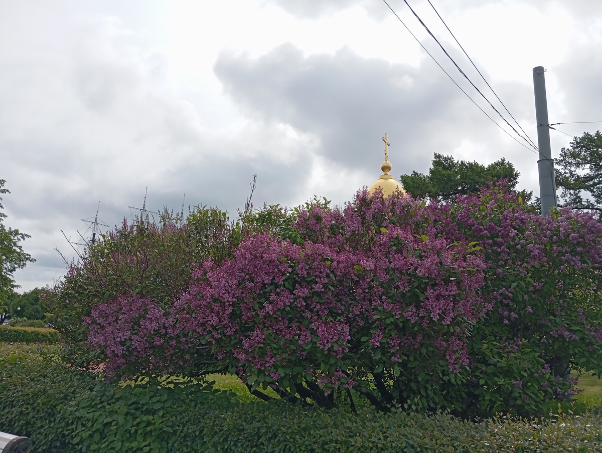 Сирень цветет