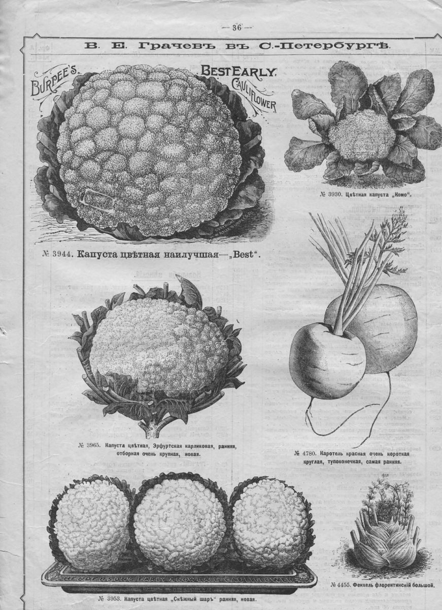 Цветная капуста