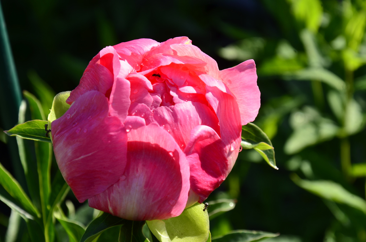 Корал Суприм