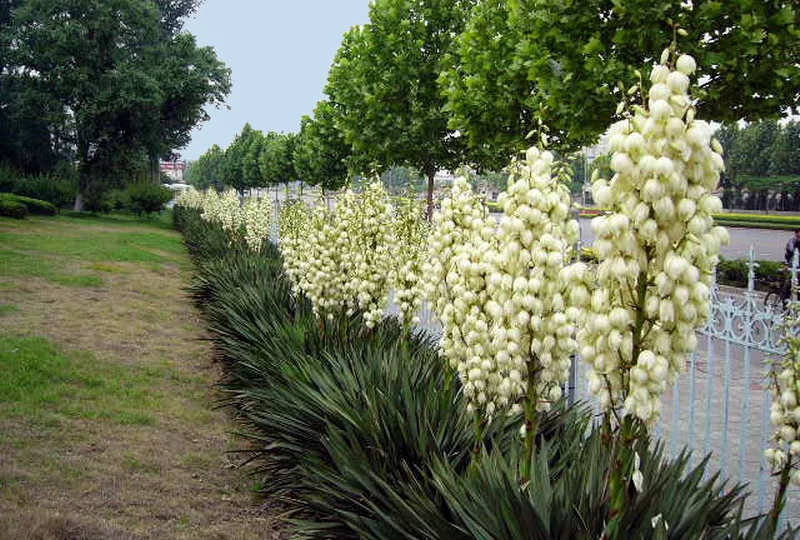 Юкка нитчатая: цветок-испытание на прочность для садоводов