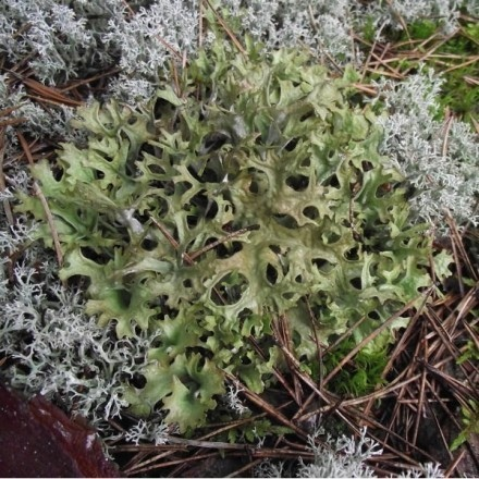 Цвет цетрарии может различаться в зависимости от затенения местности. На открытом солнце этот лишайник может выглядеть очень тёмным, тогда как в затенении будет практически белым.