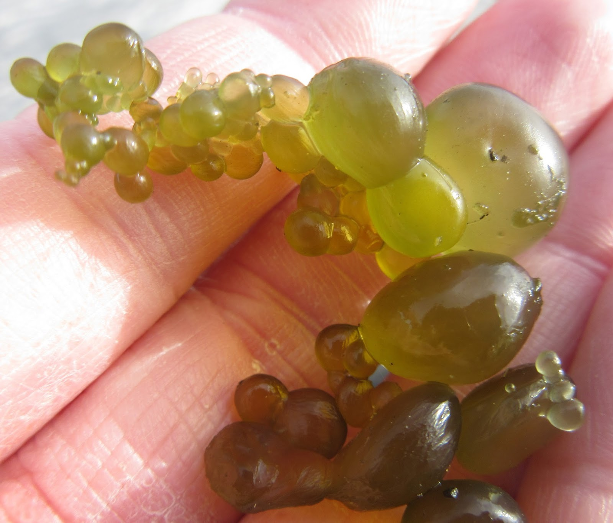 Желеобразные шарики в лужах оказались древнейшими бактериями планеты