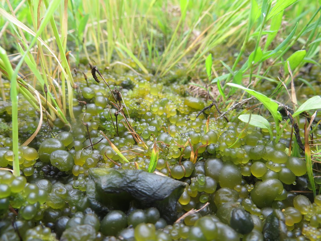 Желеобразные шарики в лужах оказались древнейшими бактериями планеты