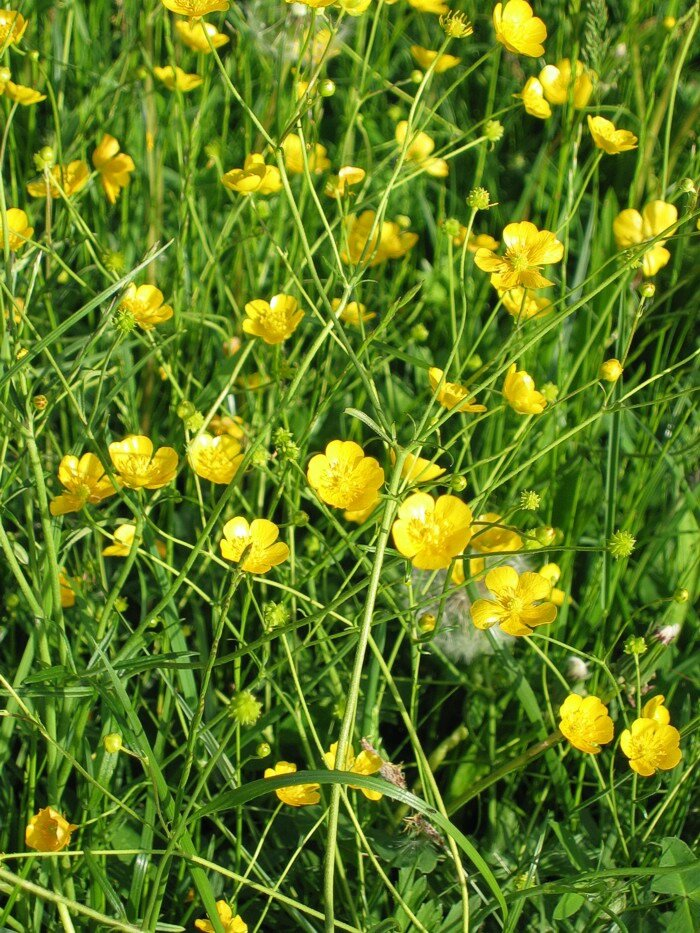 Лютик едкий