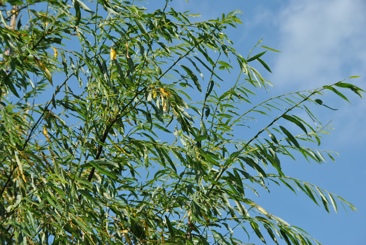 Полощется на ветру