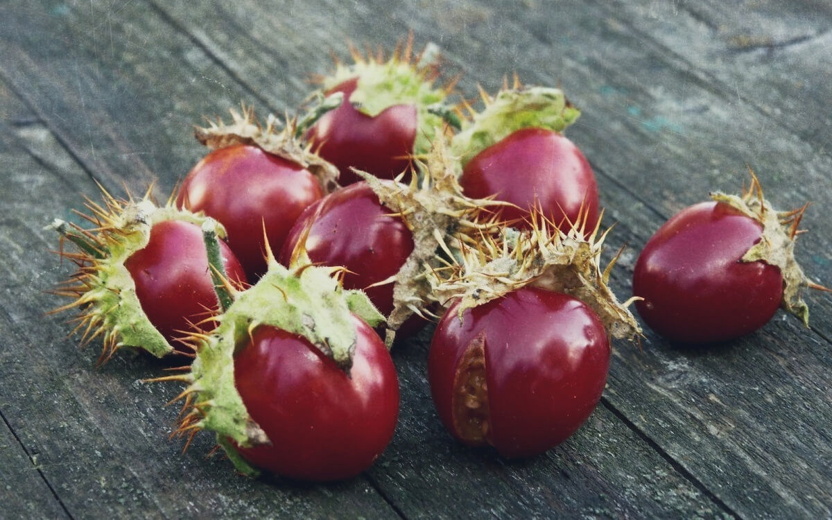 Синьор Помидор собственной персоной