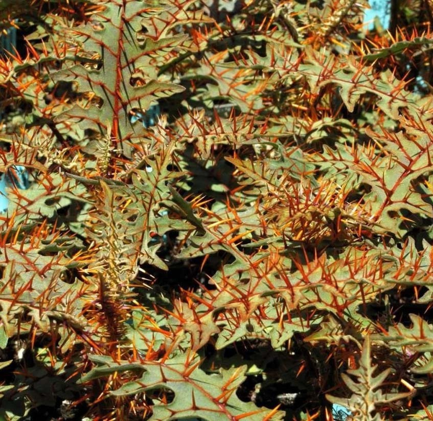 Живое ограждение вышло бы неплохое