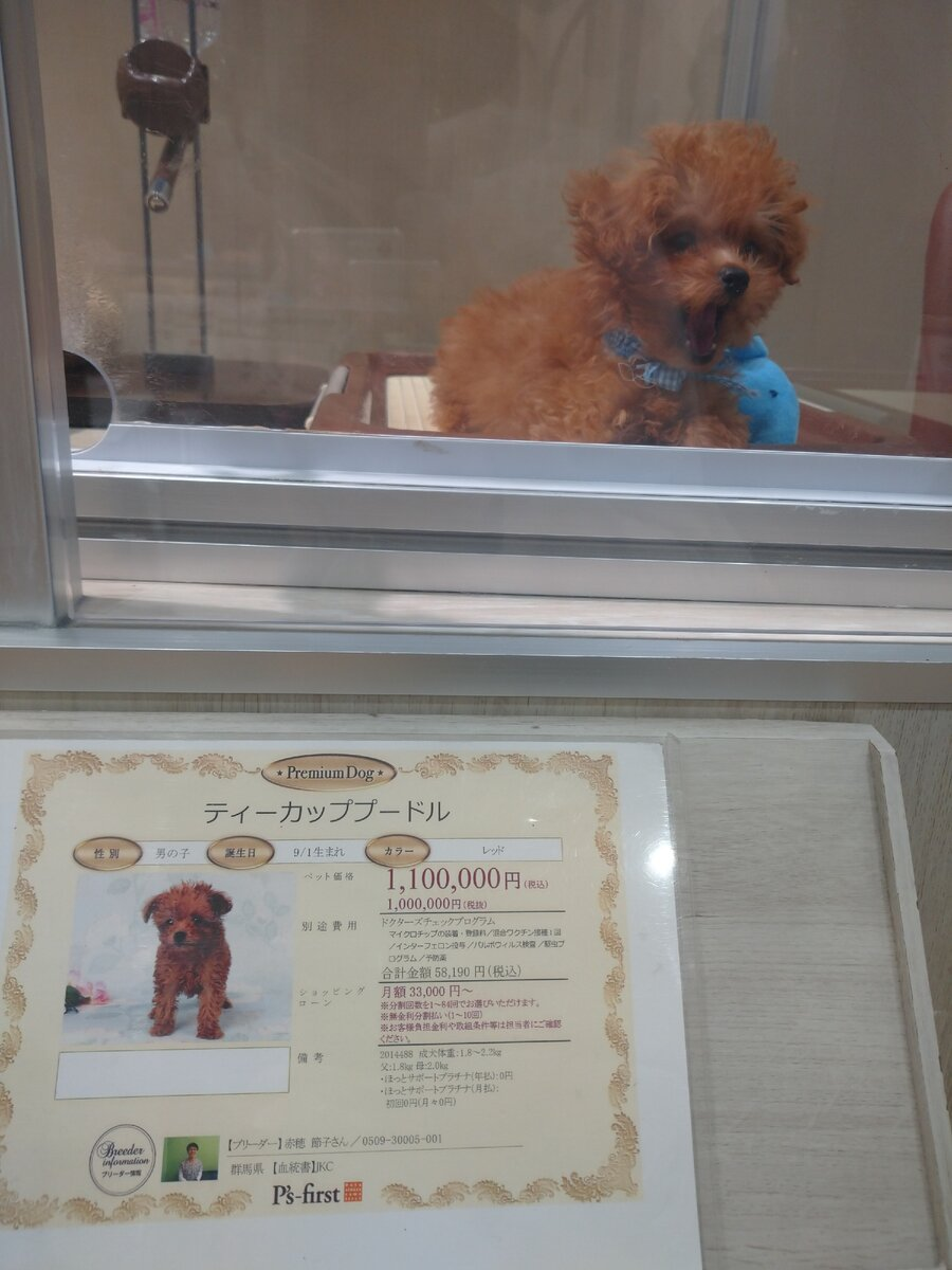 Фото автора. Той-пудель "тикап"