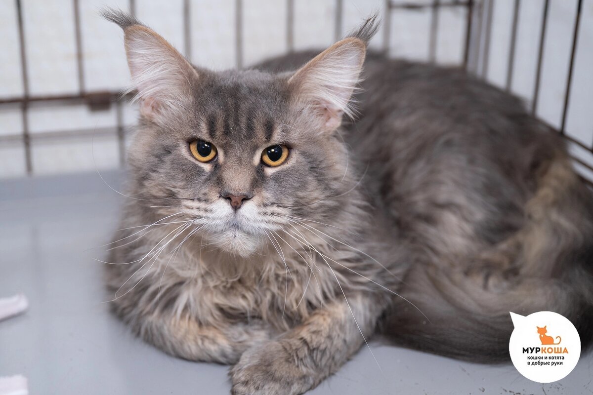 Русич спасен  из глубокого приямка у дома.