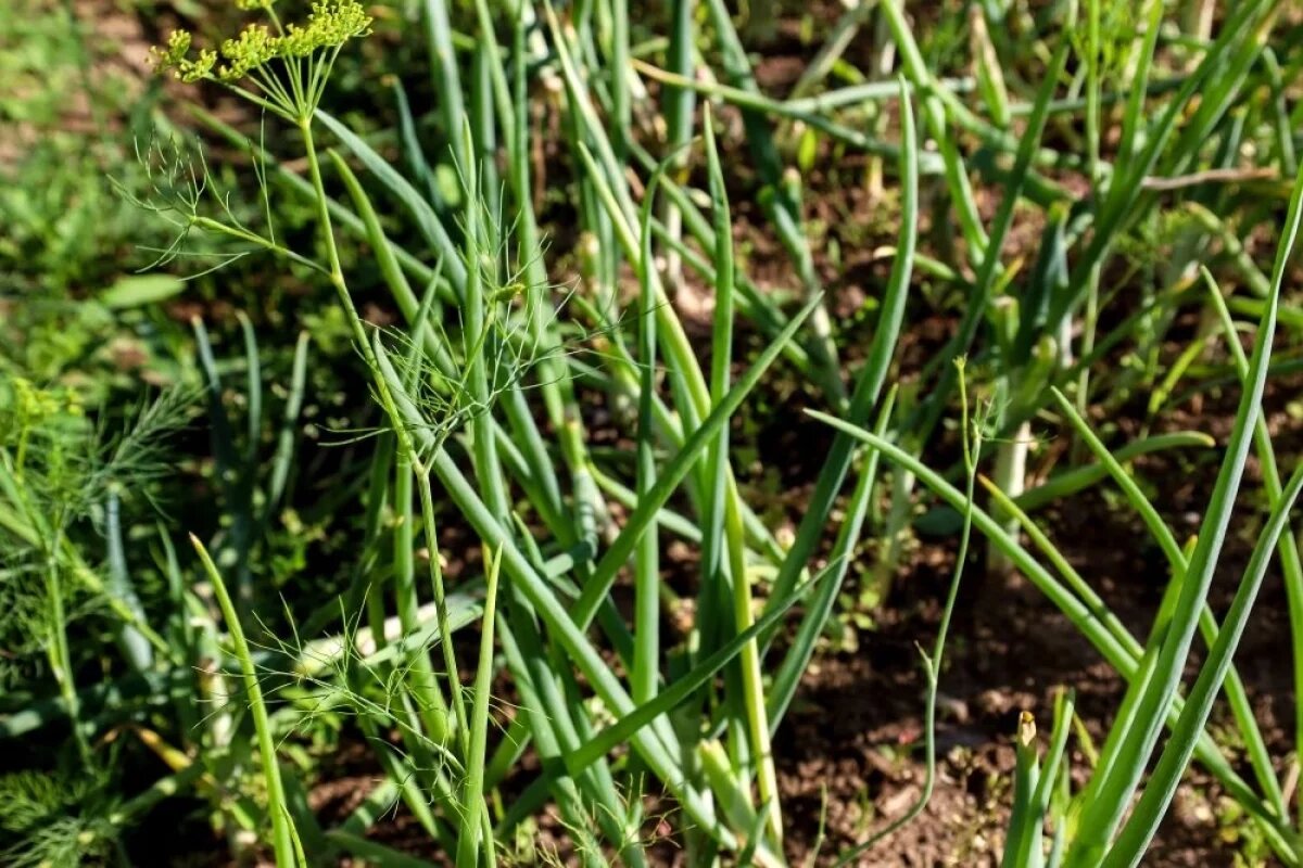    Лук неприхотлив, но совсем не ухаживать за ним нельзя.