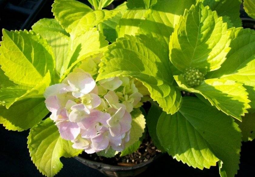 Спасаем Гортензию .