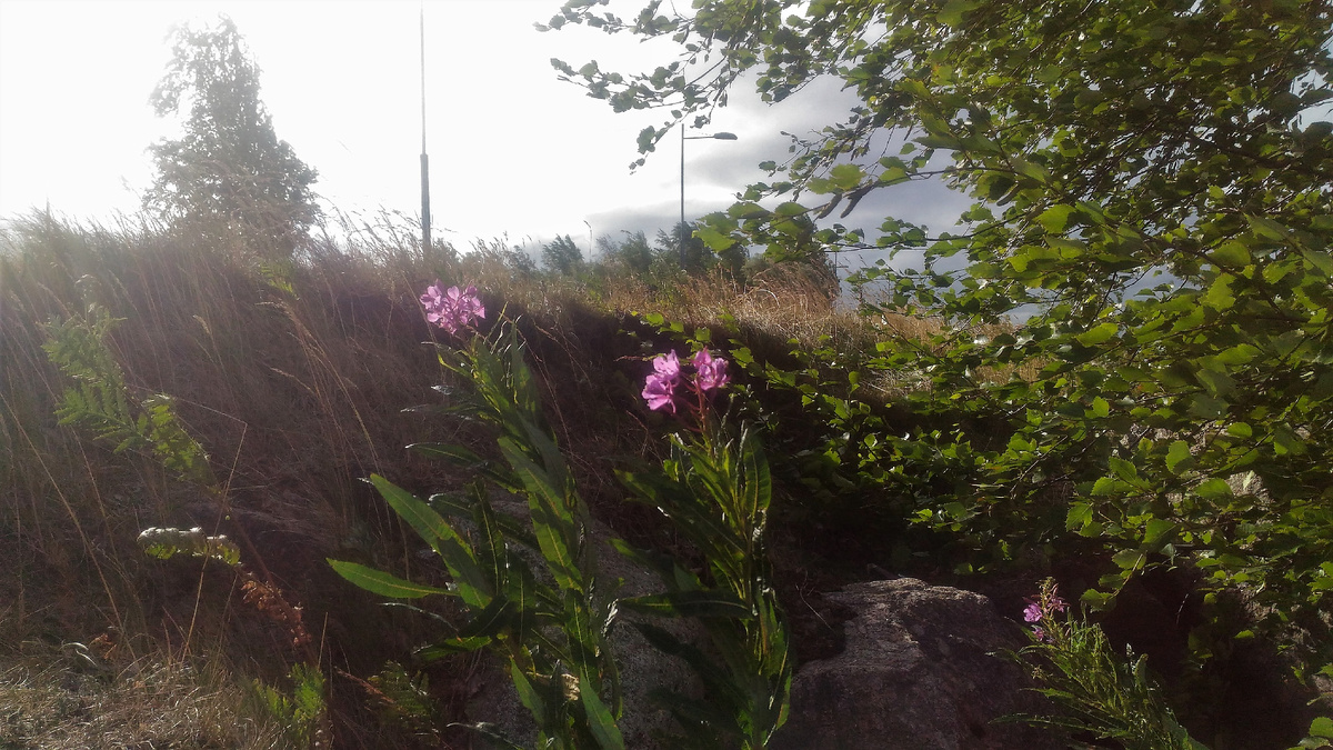 Петербург. 2.7.2019.