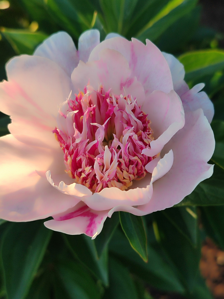 Жемчужная россыпь, буквально вчера начал цветение, цветок ещё не раскрылся полностью