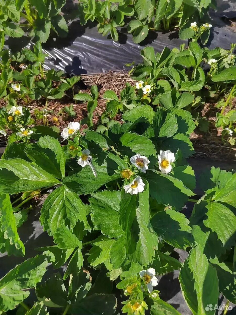    В Барнауле начался сезон клубники. Источник: avito.ru