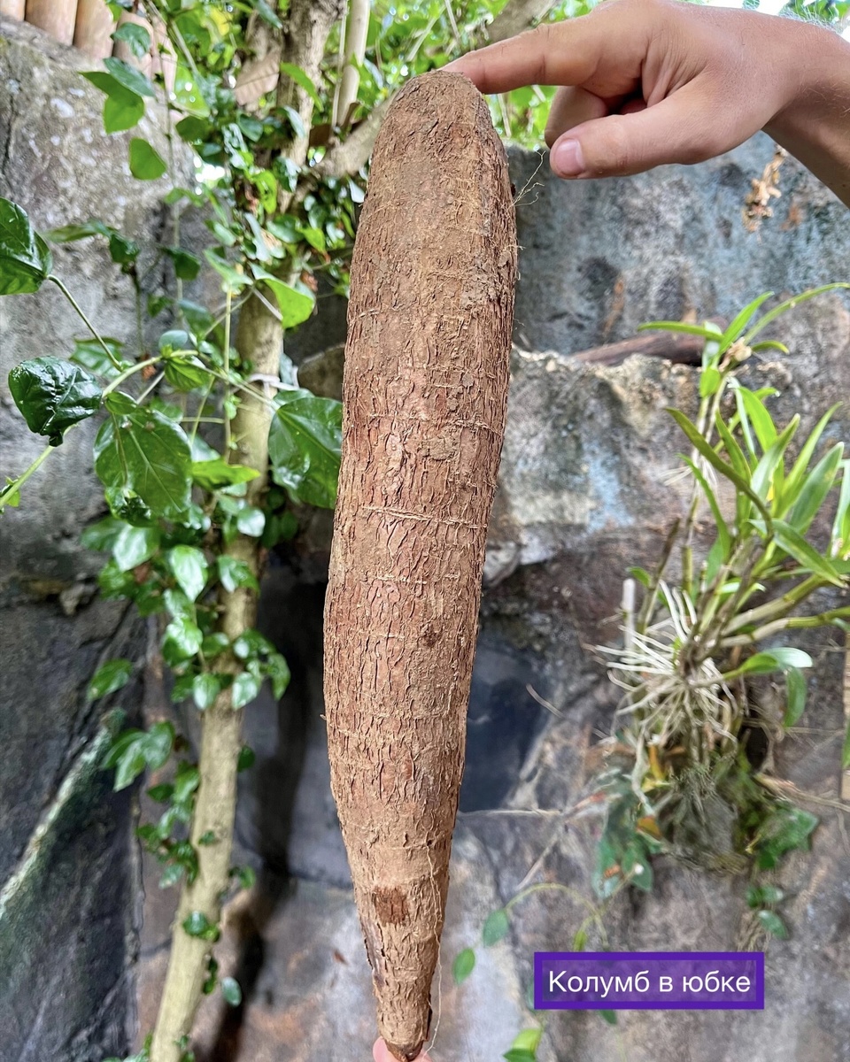 Кассава - клубнеплодное растение