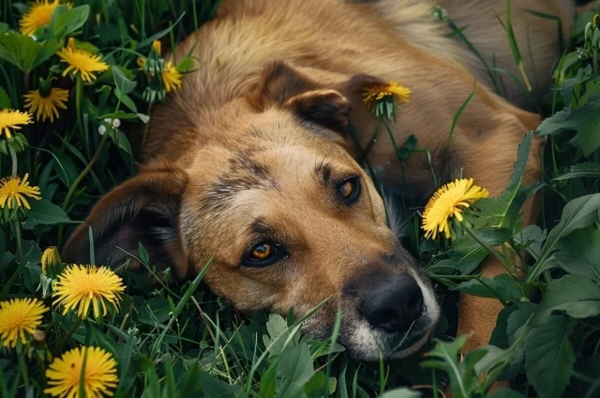    В Хабаровском крае ищут виновных в изувечивании бездомной собаки
