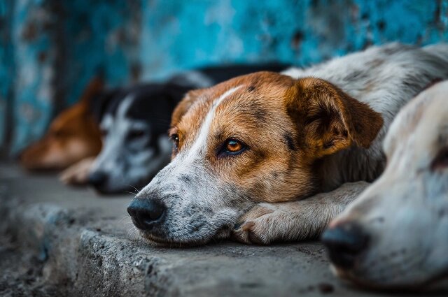    Бездомные собаки Фото: Изображение создано с помощью AI Гервин