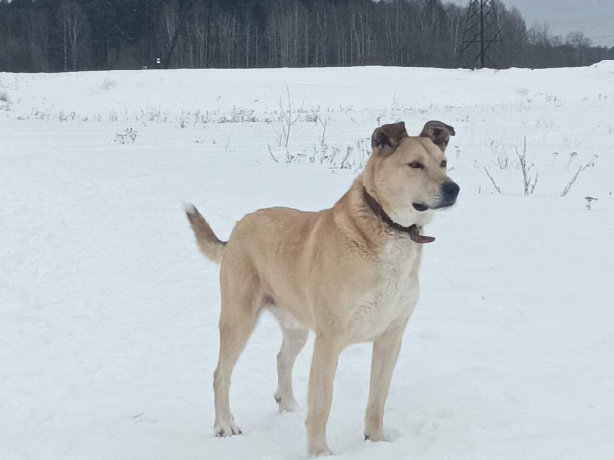 Красивый, статный, интелегентный пес