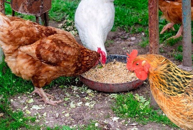 Полезные качества овса