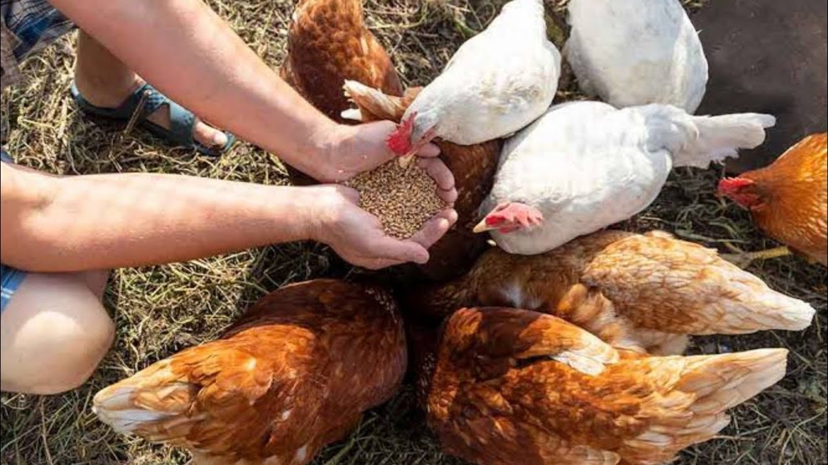 Питательные свойства овса