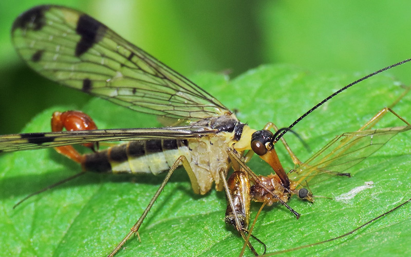    Самец скорпионовой мухи (Panorpa communis). Фото сайта naturephoto.ru Валерия Стальная