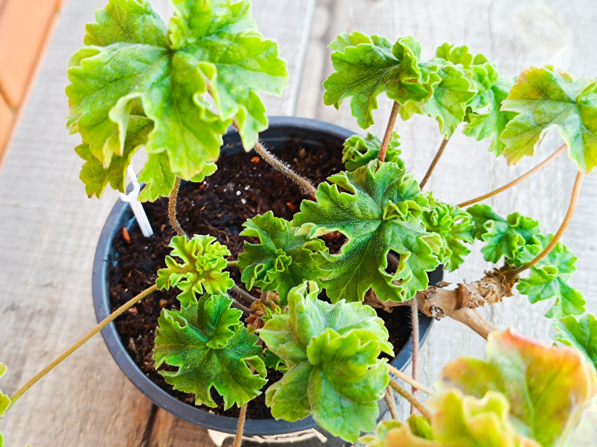 Листья и ствол зонартиков напоминают нам о происхождении от Pelargonium articulatum. Это фото моей пеларгонии,  сорт Lara Valma. 