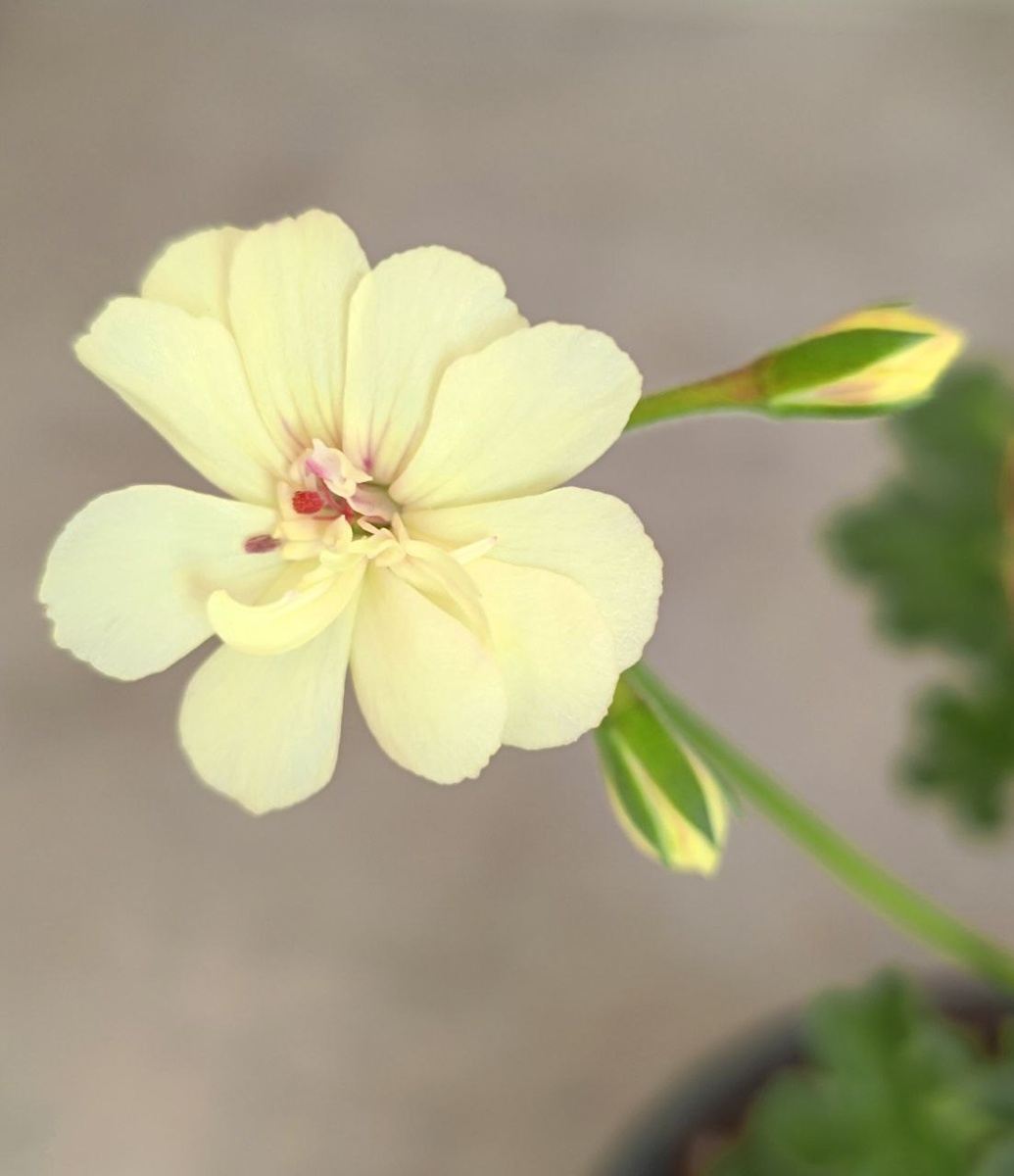 Это сорт PAC First Yellow. Фото моей жёлтой пеларгонии