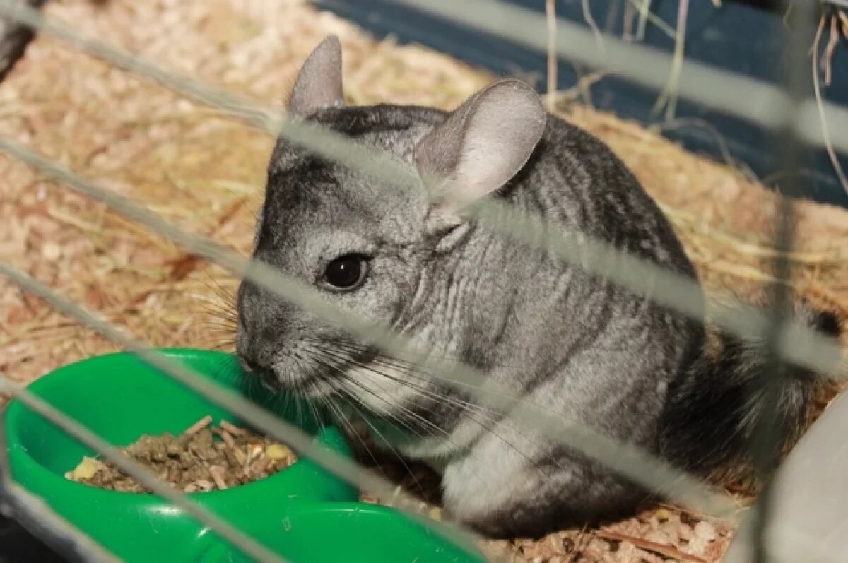    Работающий в парке Челябинска контактный зоопарк оказался нелегальным