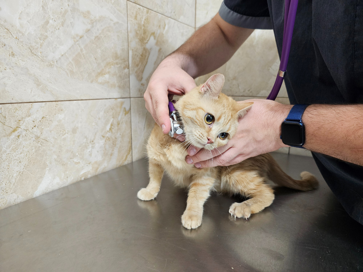 Фото автора. Ясиния у врача.