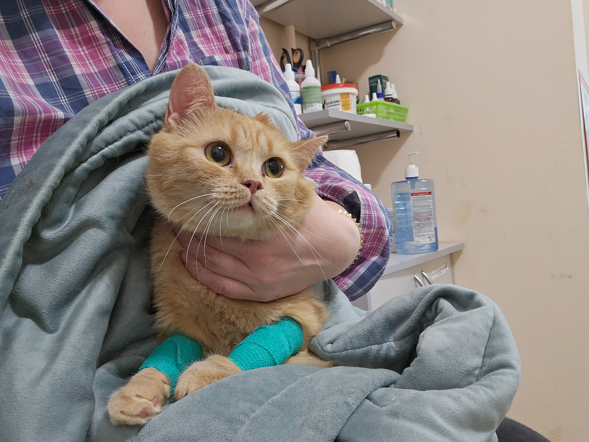 Фото автора. Ясиния у врача.